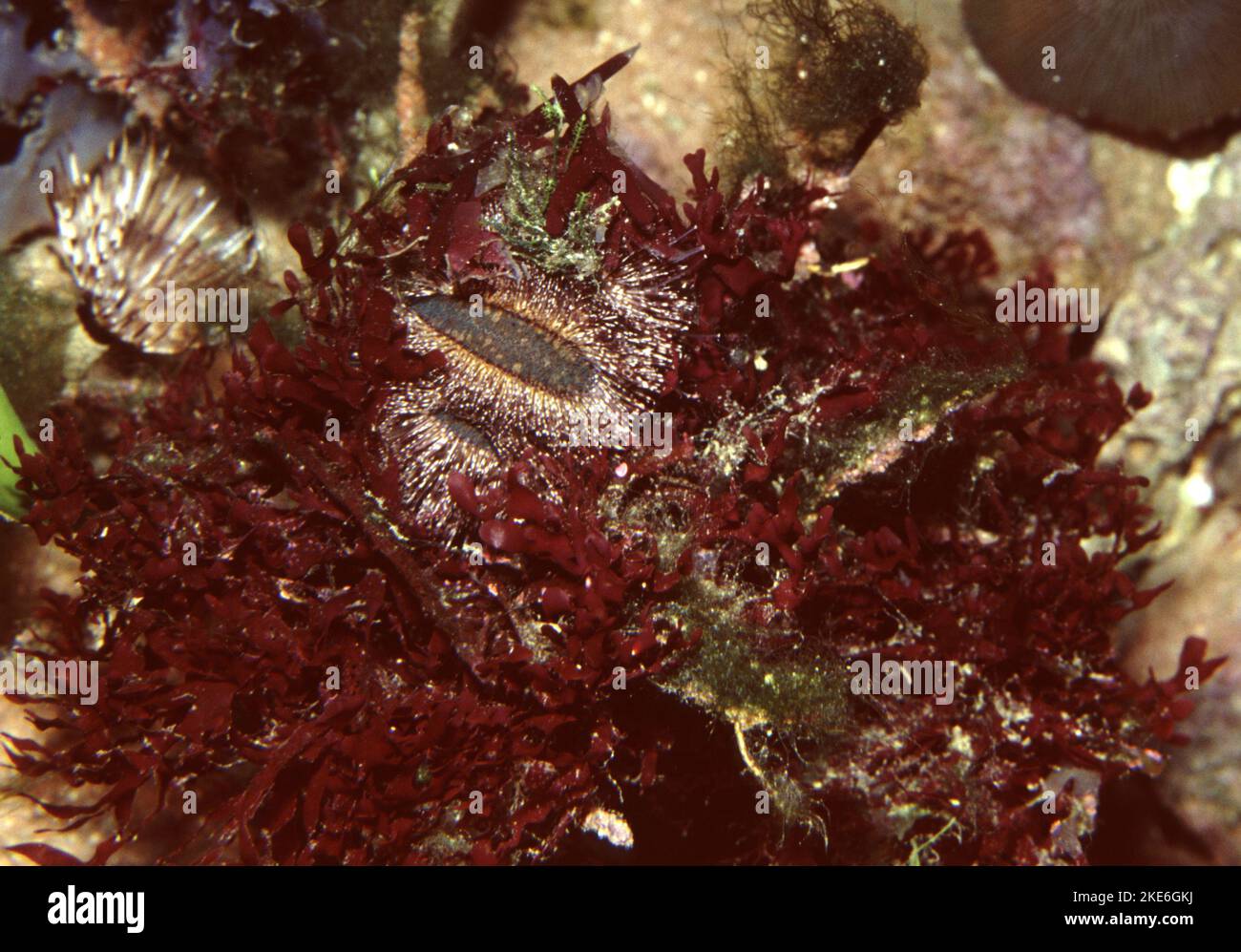 Tuxedo urchin hires stock photography and images Alamy