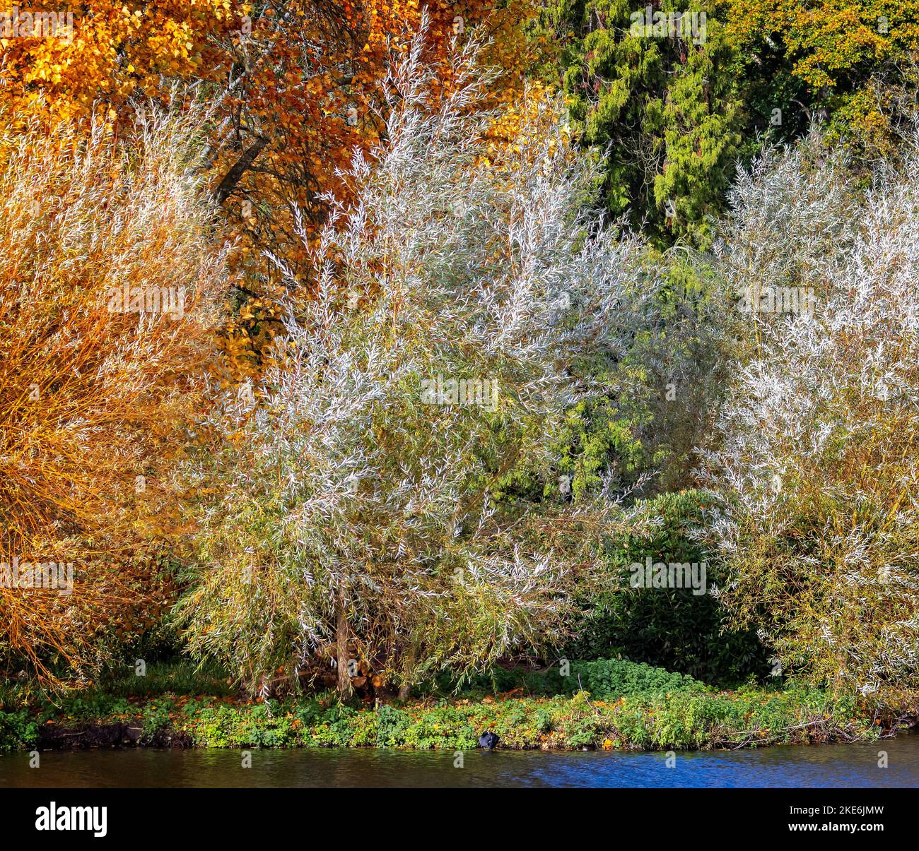 Close up of trees in full autumn colours on lake side edge. Stock Photo