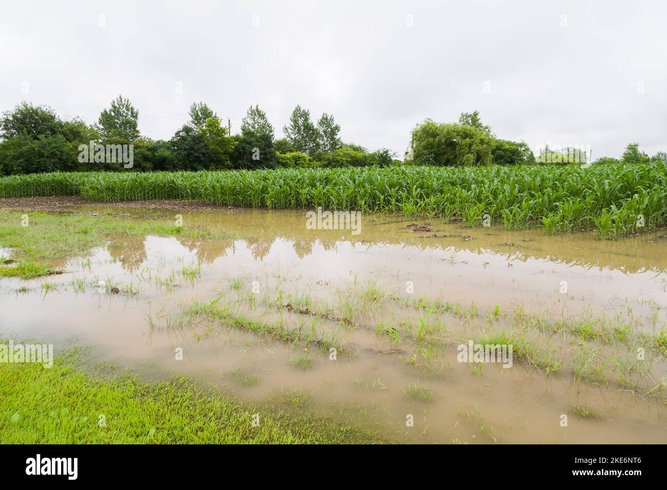 Corn field flooded with excess rain water due to the effects of climate ...