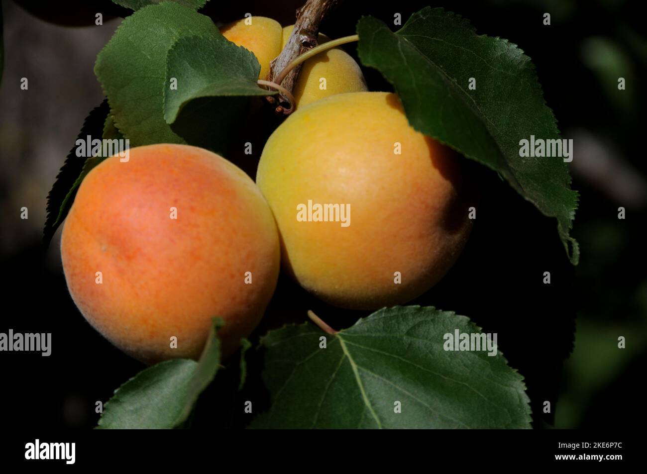 Apricots Ripening on Tree Branch Stock Photo