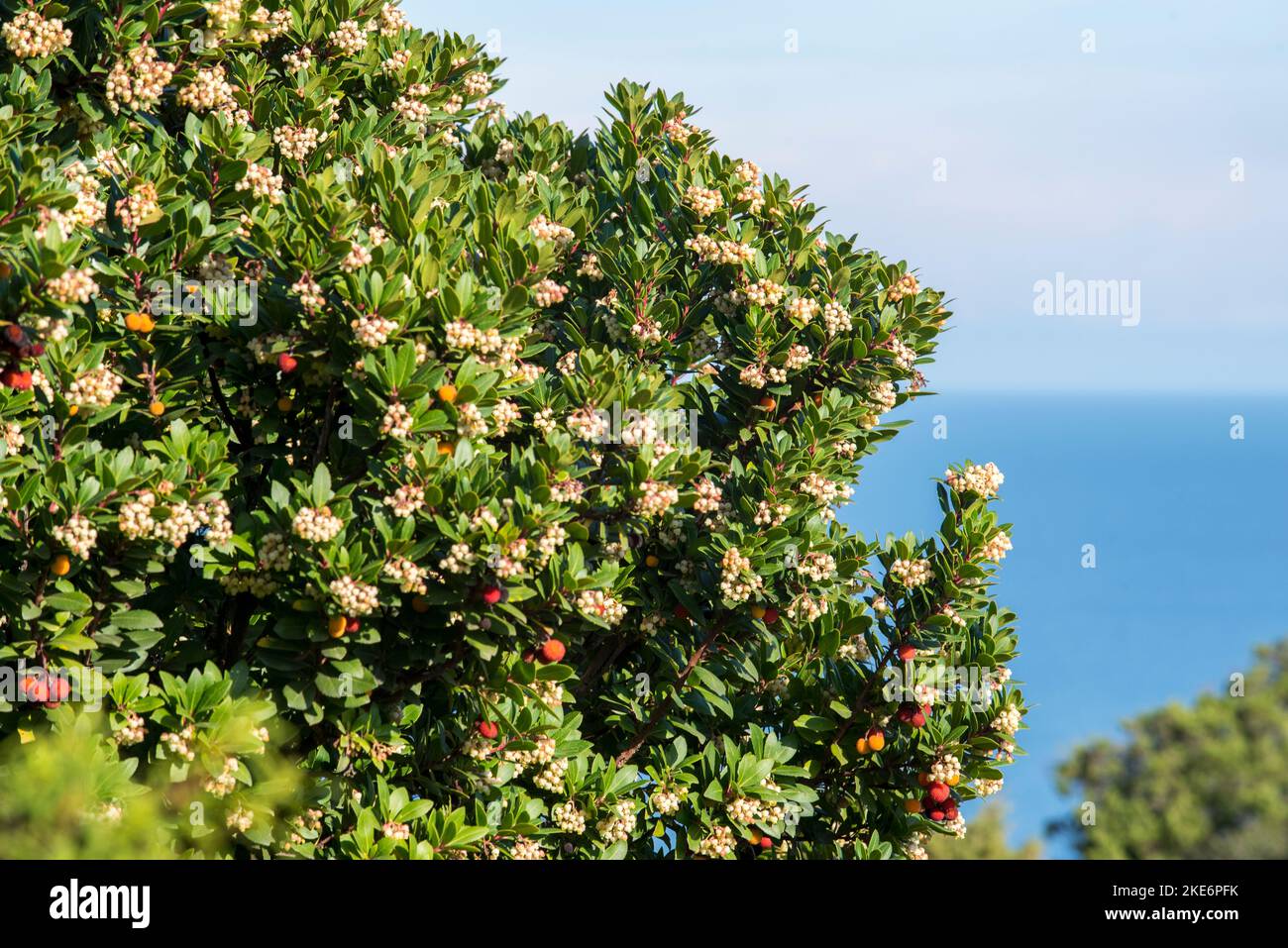 Il corbezzolo, è uno degli arbusti più rappresentativi della macchia mediterranea. Dai suoi frutti, si ottiene un'ottima marmellata. Stock Photo