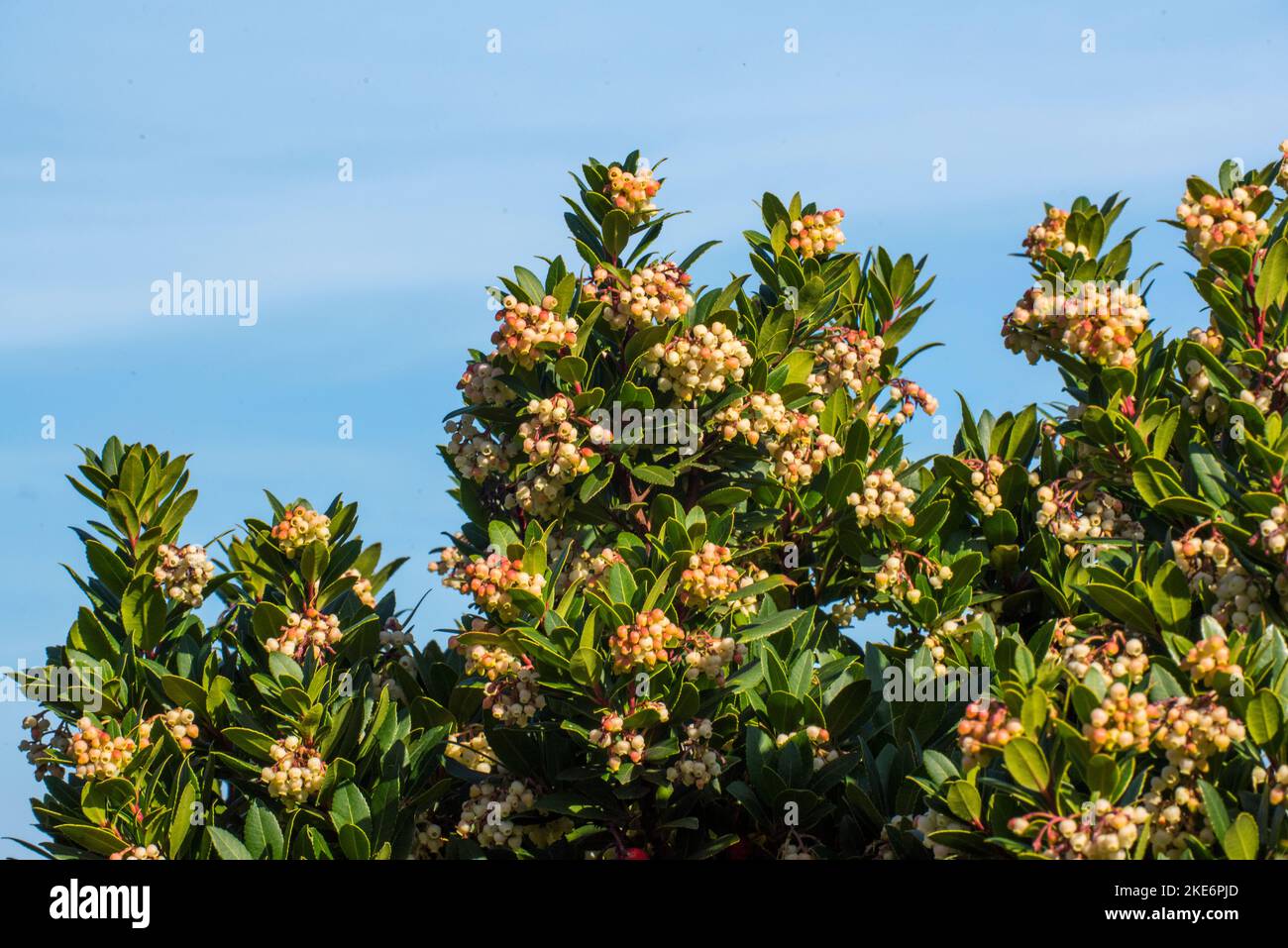 Il corbezzolo, è uno degli arbusti più rappresentativi della macchia mediterranea. Dai suoi frutti, si ottiene un'ottima marmellata. Stock Photo