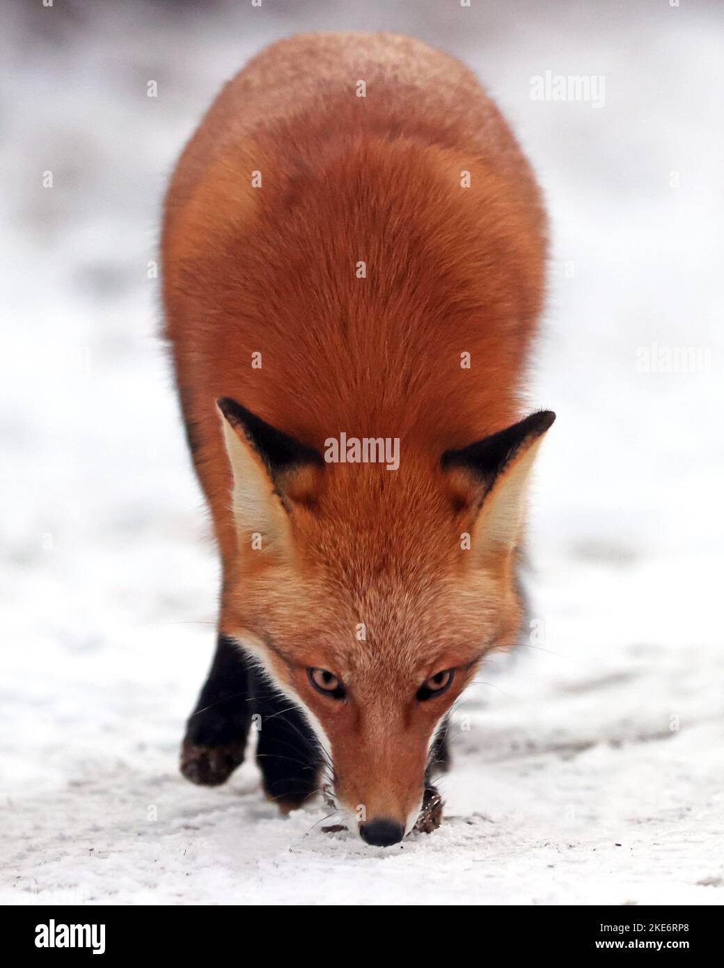 Red fox hunting on New Jersy beach Stock Photo - Alamy