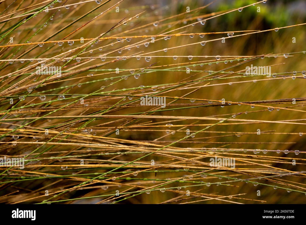 Close up photo of wet straw grass with water drops in Cajas National Park in the Andean highlands of Ecuador Stock Photo