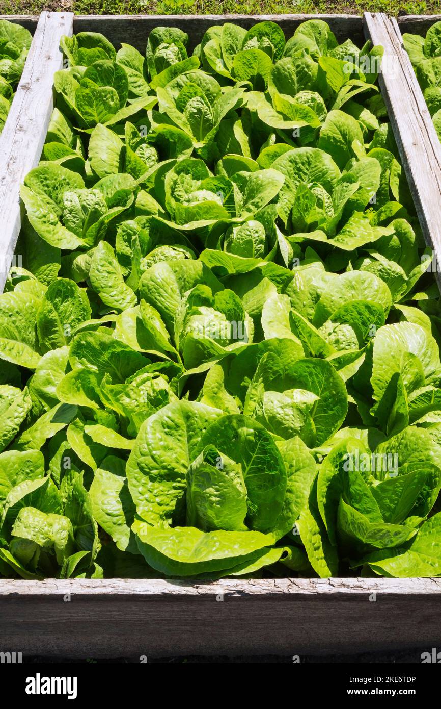 Full grown cabbage hi-res stock photography and images - Alamy