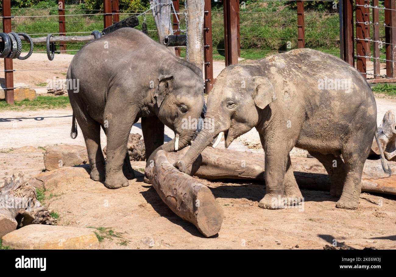 A pair of Asian Elephants (Elephas maximus) at Sydney Zoo in Sydney