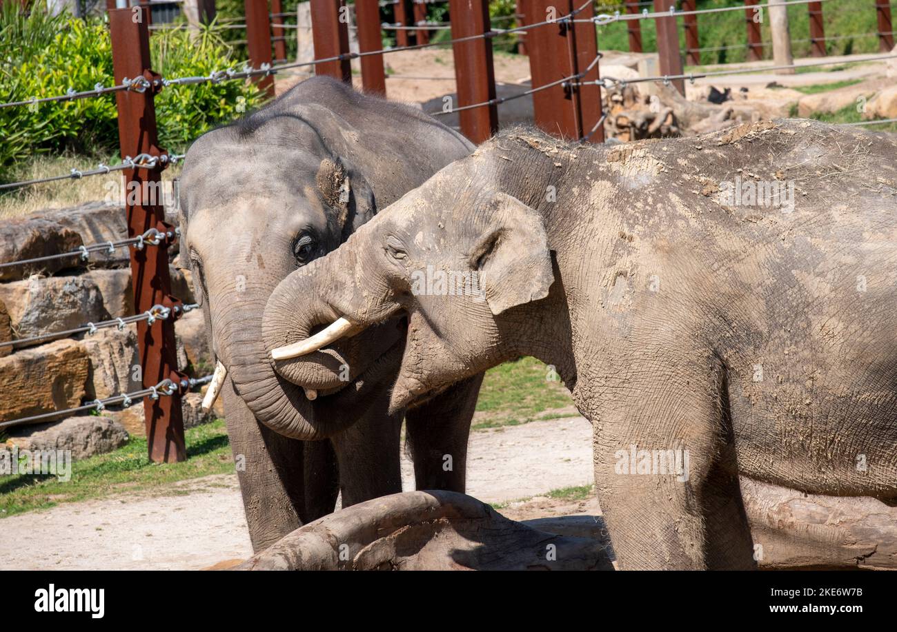 A pair of Asian Elephants (Elephas maximus) at Sydney Zoo in Sydney