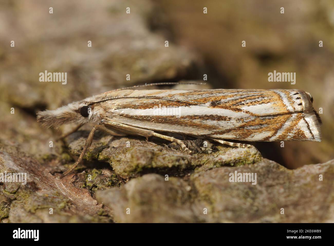 A macro shot of a Crambus lathoniellus moth on wooden surface Stock Photo