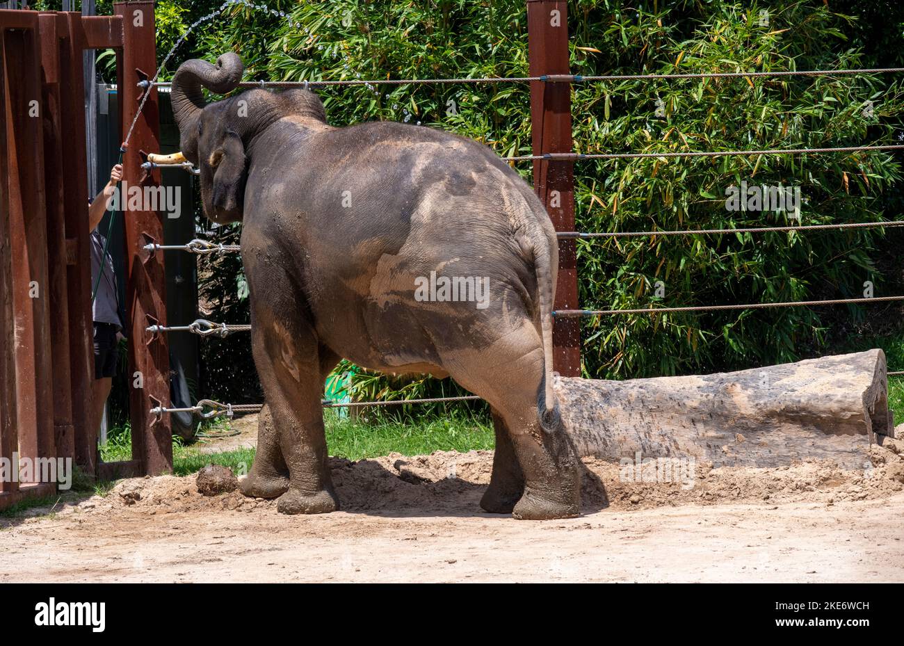 An Asian Elephant (Elephas maximus) at Sydney Zoo in Sydney, NSW