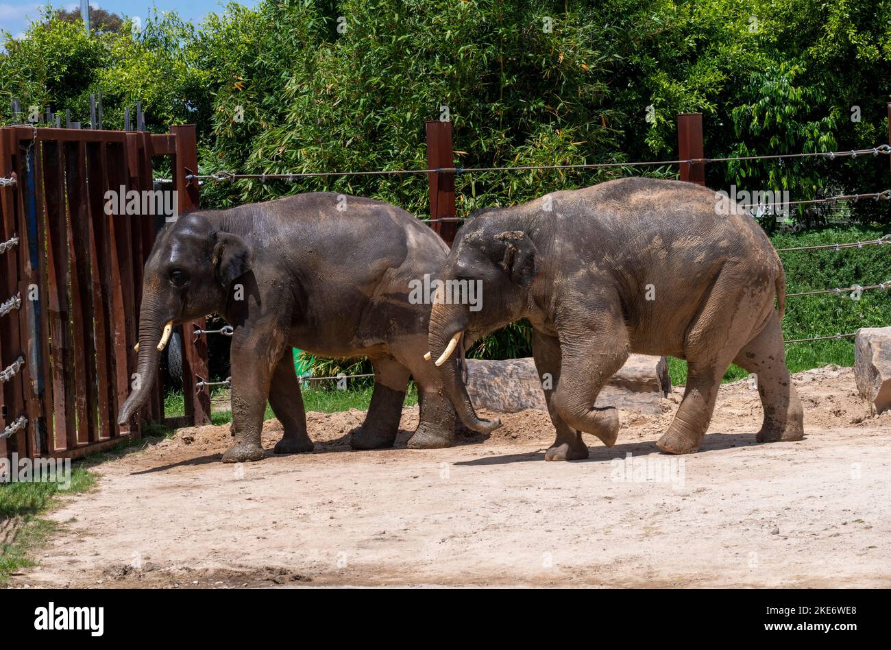 Two Asian Elephants (Elephas maximus) at Sydney Zoo in Sydney, NSW