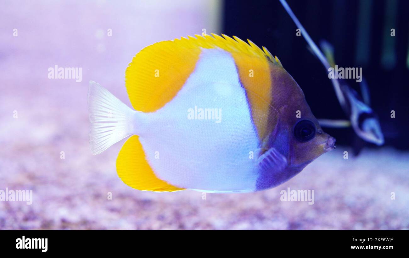 The pyramid butterflyfish is widespread throughout the tropical and subtropical waters of the central Indo-Pacific. Stock Photo