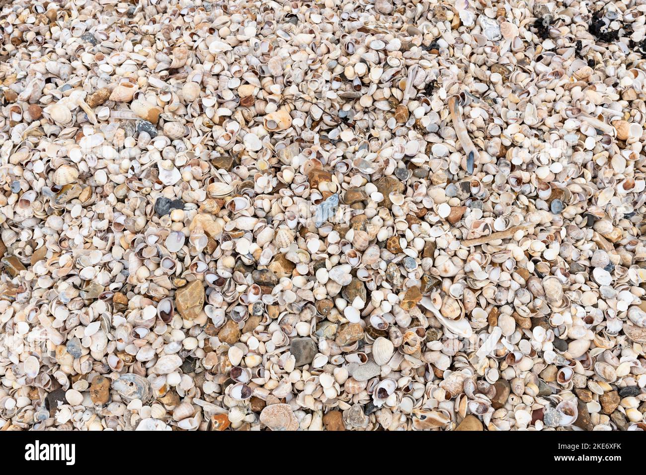 Shells making up Shellness Beach, Leysdown on Sea, Kent, England, UK Stock Photo