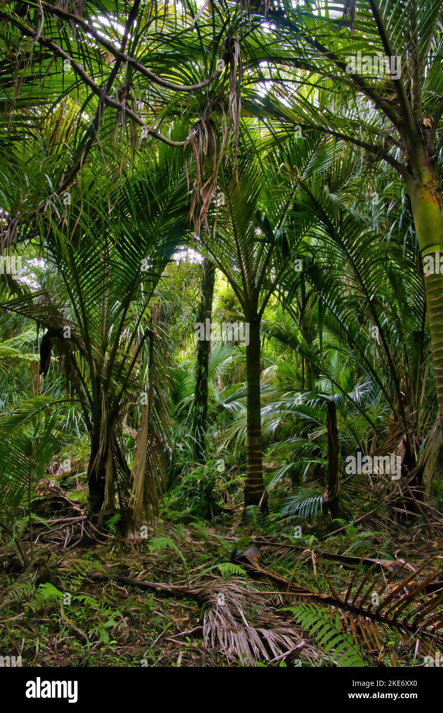 Grove of nikau palms (Rhopalostylis sapida) in Kahurangi National Park
