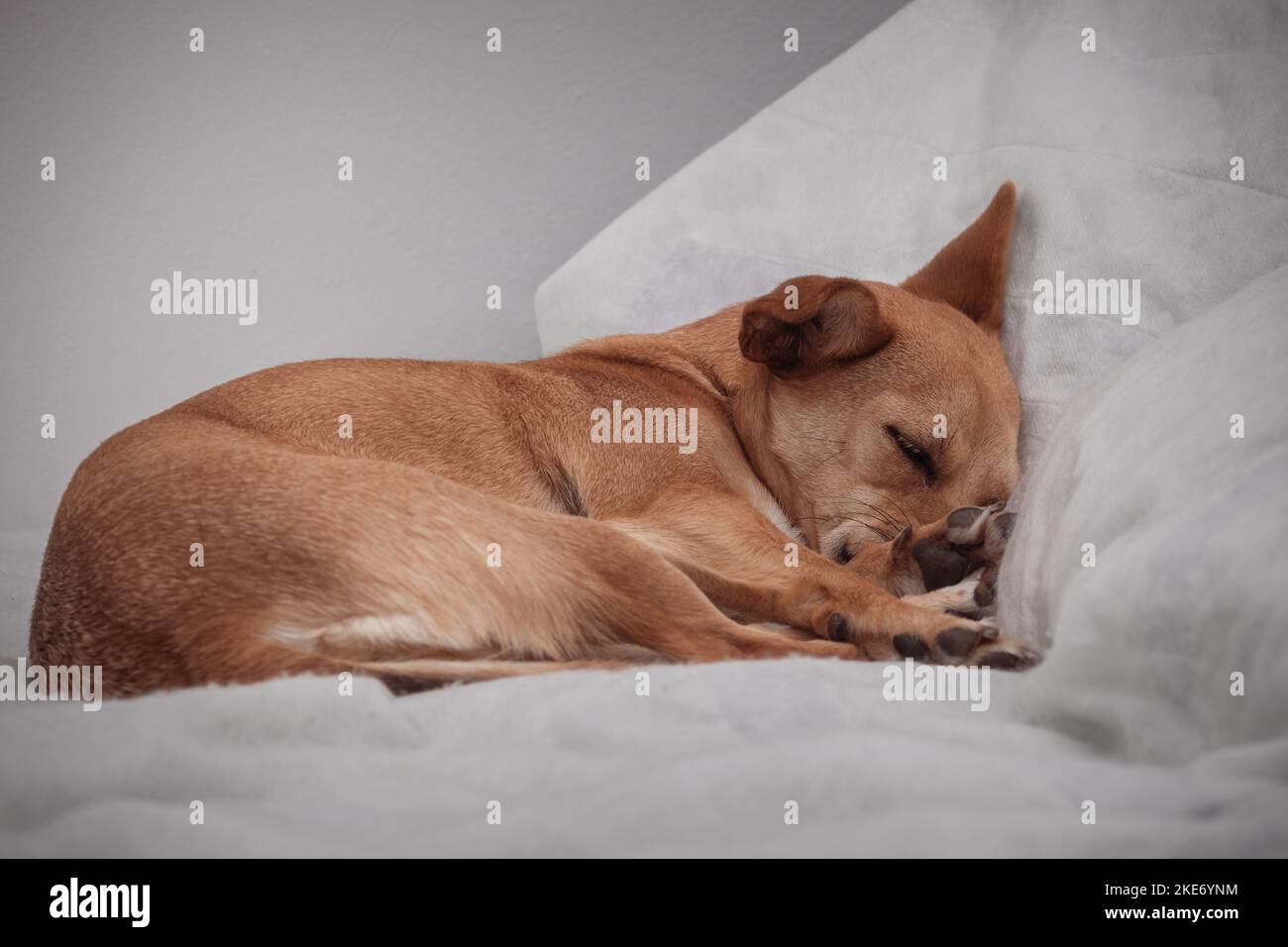 A cute mixed-breed sleeping dog nestled on the side in a comfortable bed on a white blanket. White background with empty space for text Stock Photo