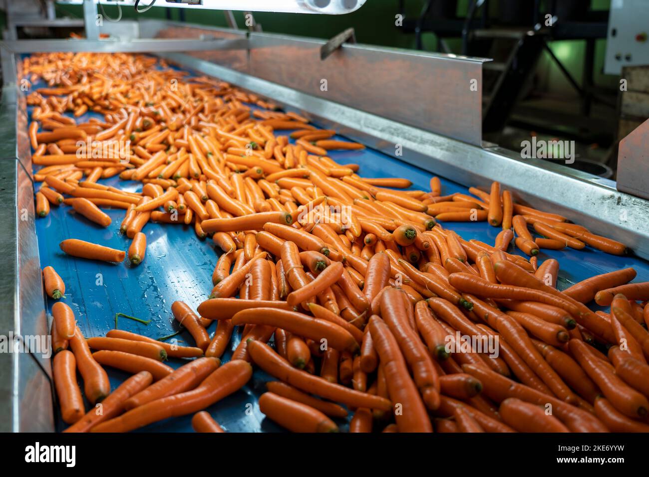 Washed Carrots Moving On Blue Conveyor Belt In Food Processing Plant. Postharvest Handling Of Vegetables and Root Crops. Stock Photo