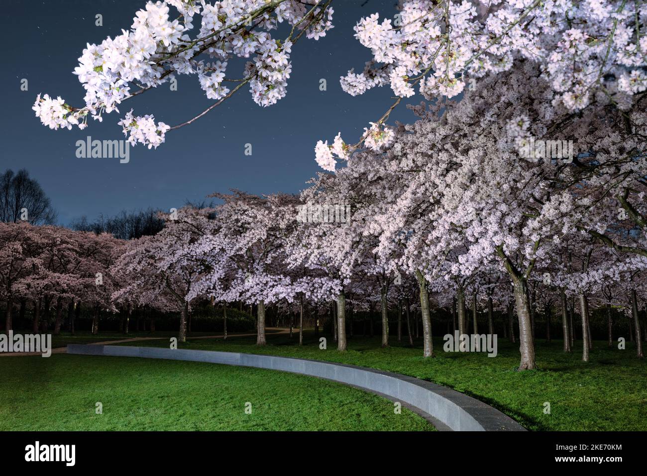 Cherry blossoms of Bloesempark photographed at night with the stars in