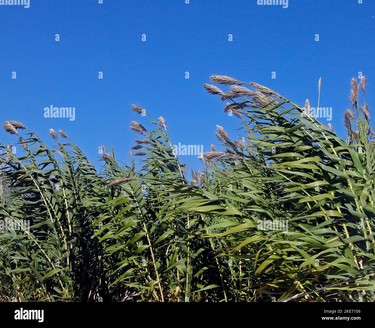 Wetland tall grasses hi-res stock photography and images - Alamy