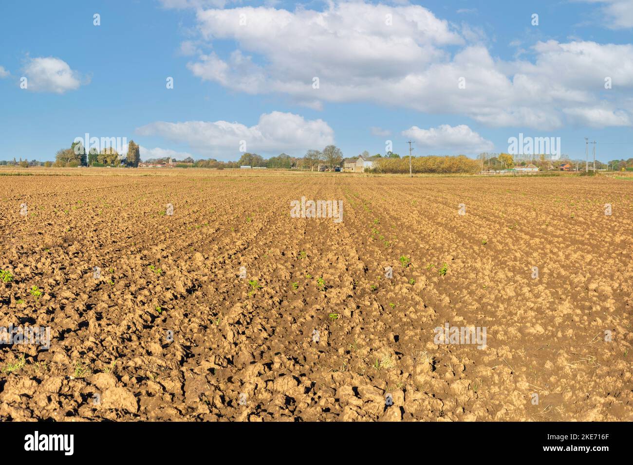 Tilled paddock with plants growing near Long Sutton, Lincolnshire, England, United Kingdom Stock Photo
