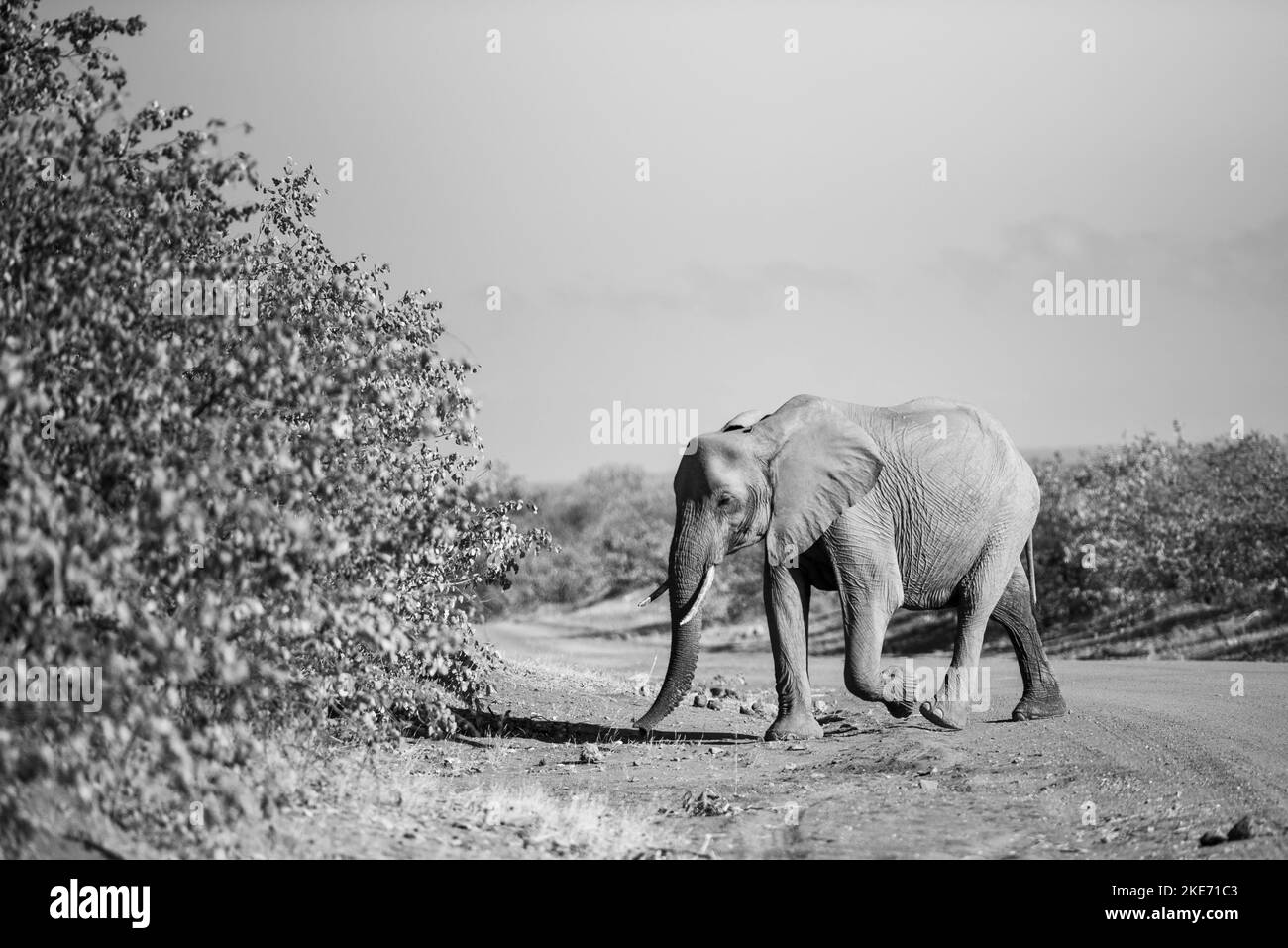 A black and white shot of a baby elephant walking in a safari on a sunny day Stock Photo