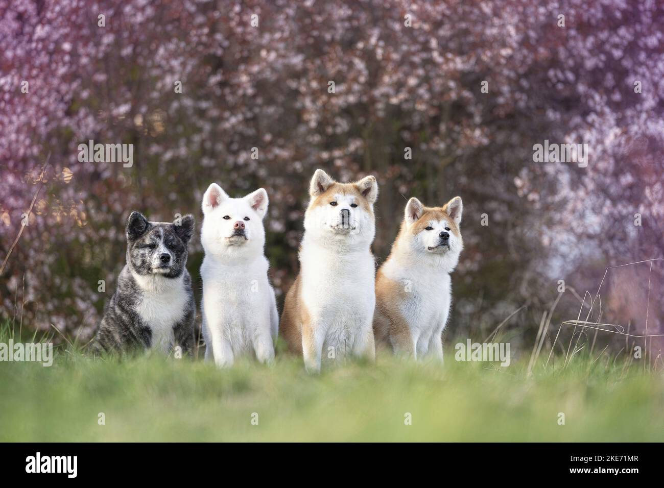 4 Akita Inus Stock Photo - Alamy