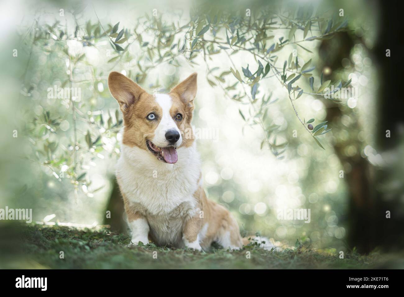Two pembroke welsh corgi sitting hi-res stock photography and images ...