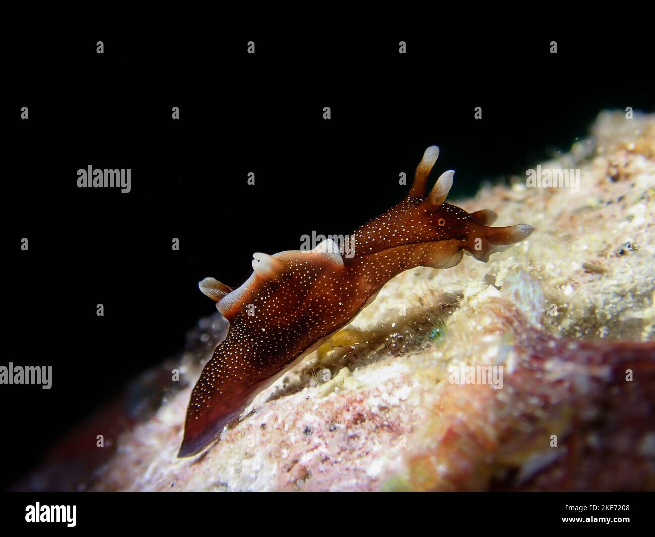 A macro of a dwarf sea hare underwater Stock Photo - Alamy