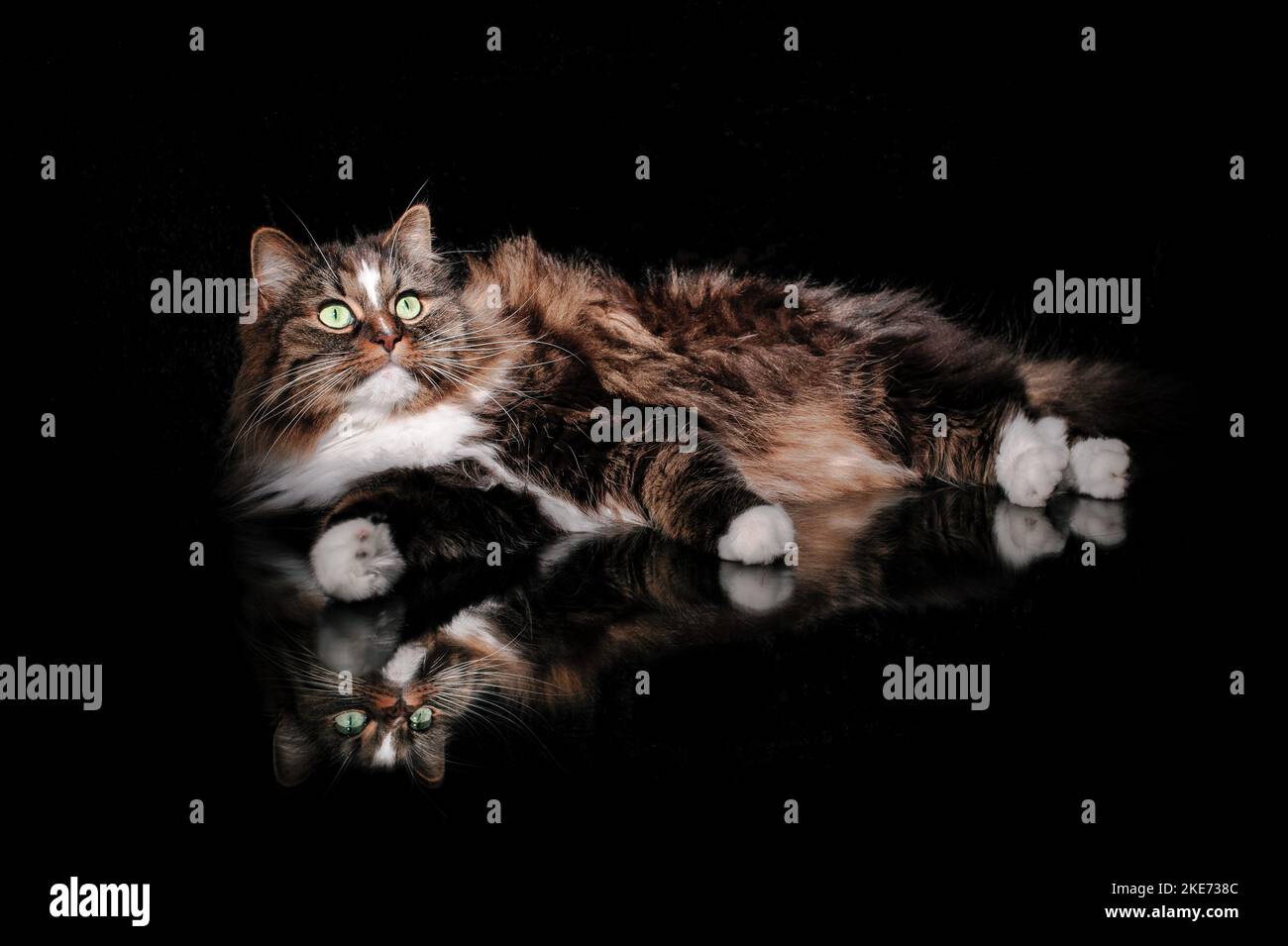 lying Norwegian Forest Cat Stock Photo