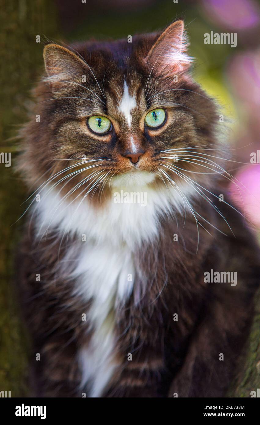 Norwegian forest cat in front of flowers Stock Photo