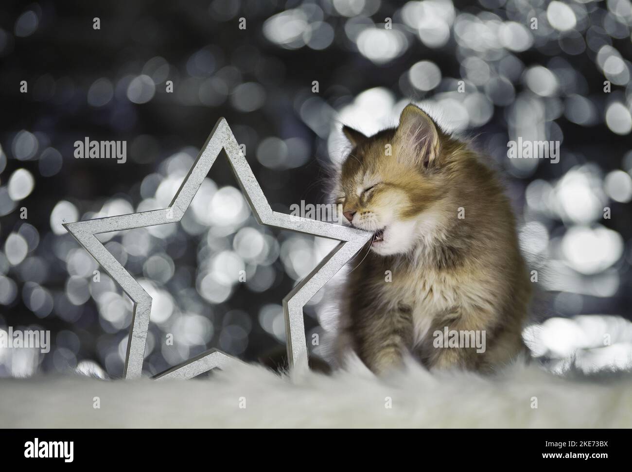 sitting German Longhair Kitten Stock Photo Alamy
