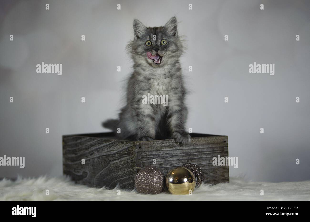 Cat inside box hi-res stock photography and images - Page 19 - Alamy