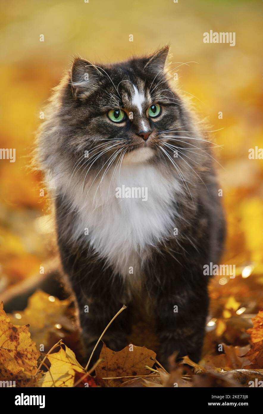 standing Norwegian Forest Cat Stock Photo