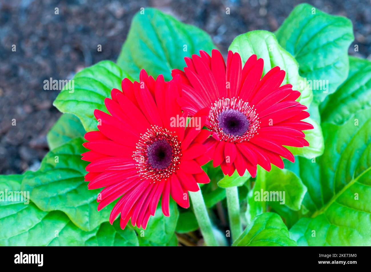 Gerbera jamesonii with red flowers also Barberton Daisy or Transvaal