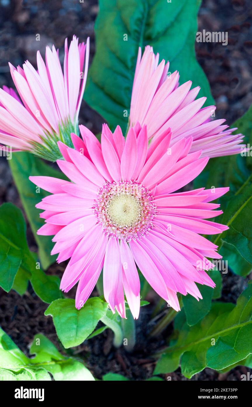 Gerbera jamesonii with pink flowers also Barberton daisy or Transvaal daisy  A clump forming evergreen that flowers through summer & is frost tender Stock Photo