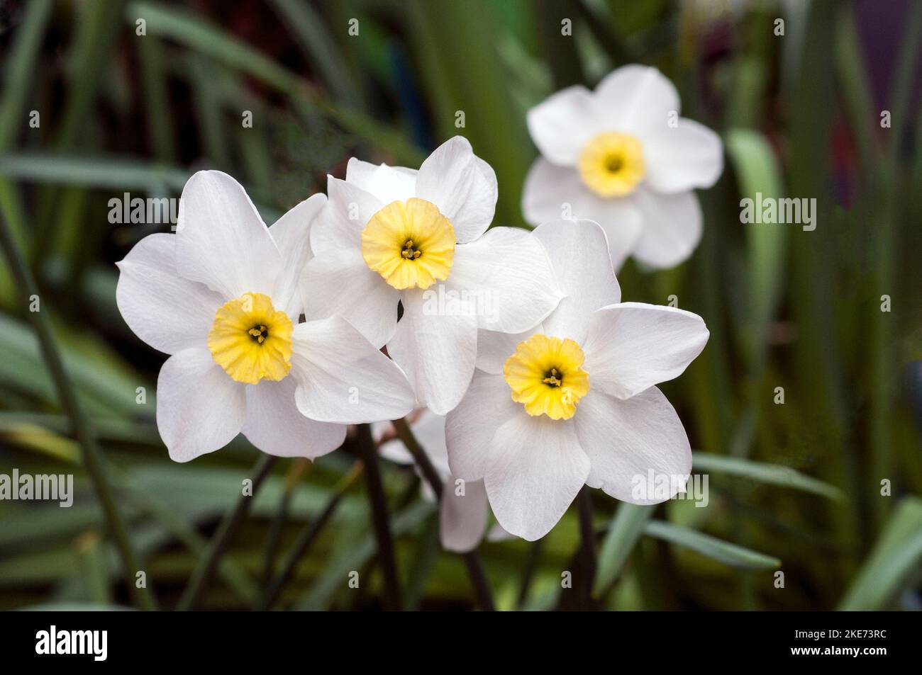 Close up of group of Narcissus Segovia in spring. A  bi colour white and yellow division 3 small cupped daffodil and a deciduous perennial Stock Photo