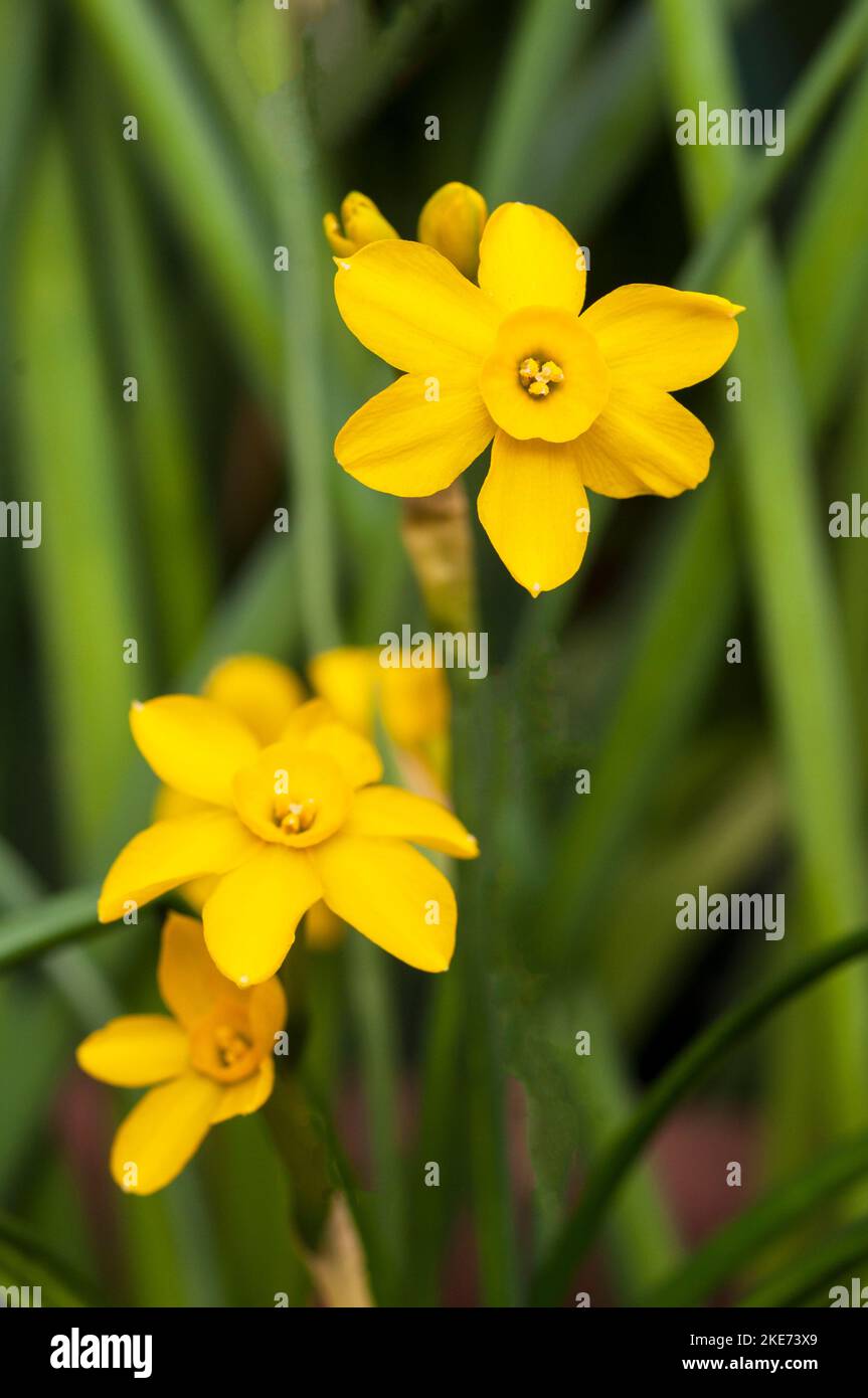 Close up of several Baby Moon Narcissus flowers this is a miniature dwarf yellow division 7 Jonquilla daffodil that flowers in late spring Stock Photo