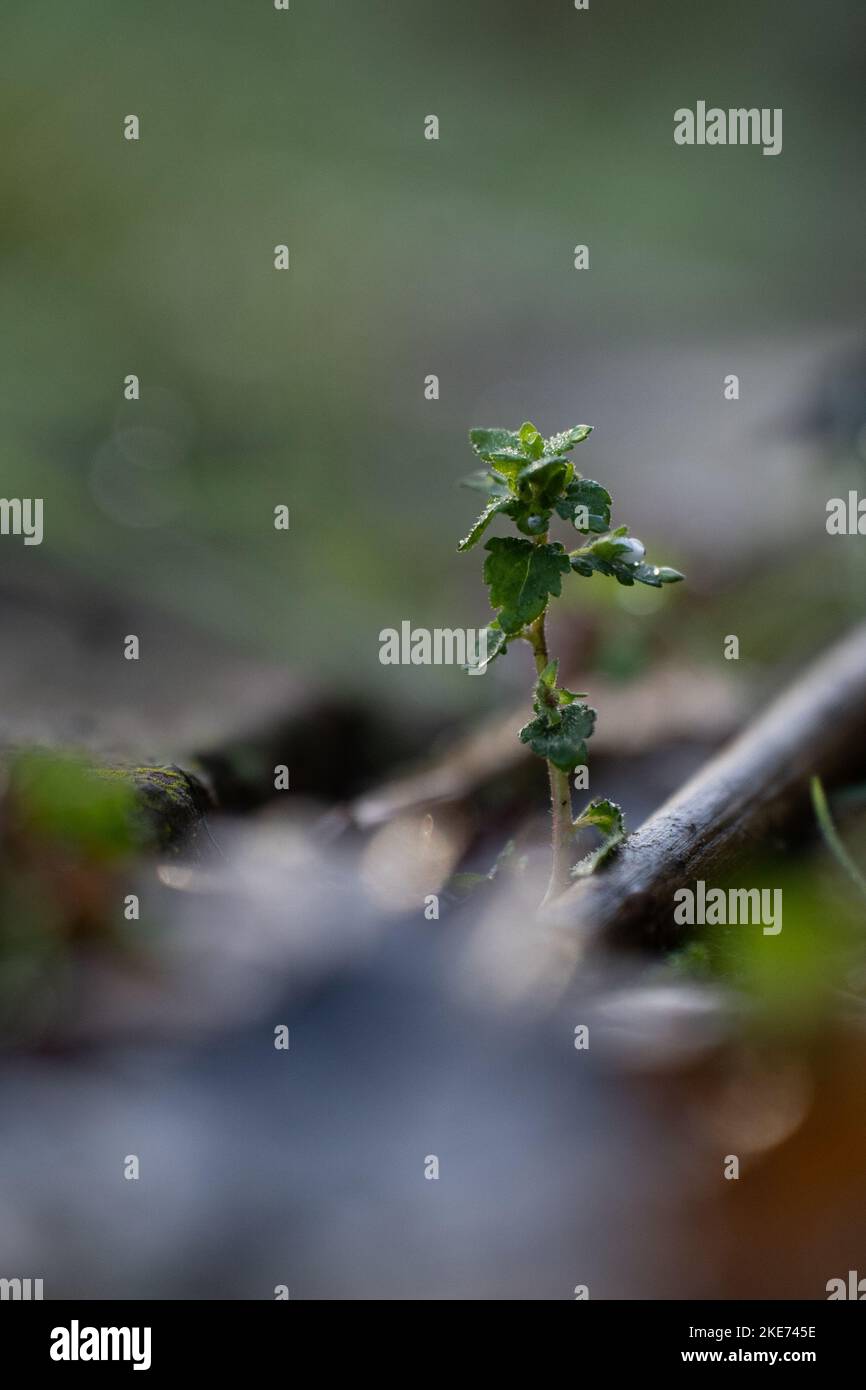A vertical selective focus of a small Stenogyne in the blurred background Stock Photo