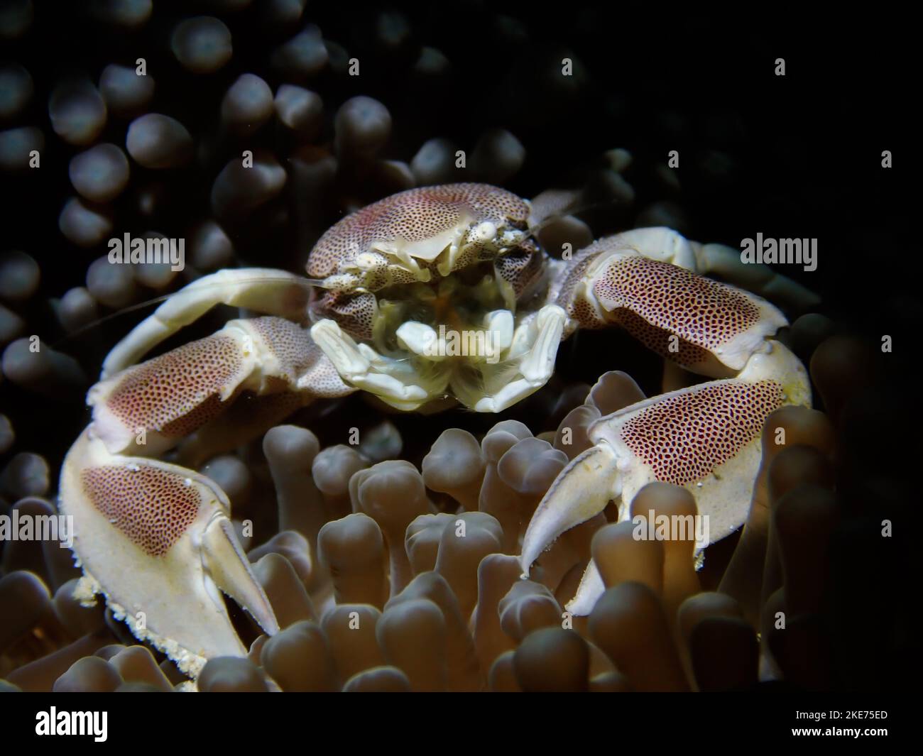 Closeup shot crab underwater hi-res stock photography and images - Alamy