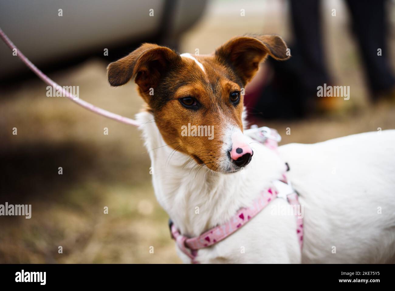 Portrait of young Jack Russel dog. Small dog. Stock Photo