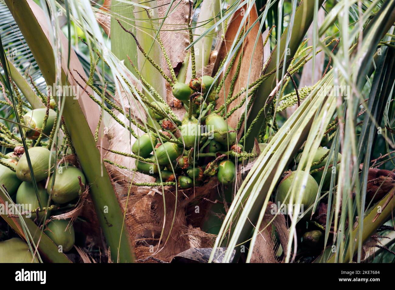 coconut tree with young coconut in close up Stock Photo