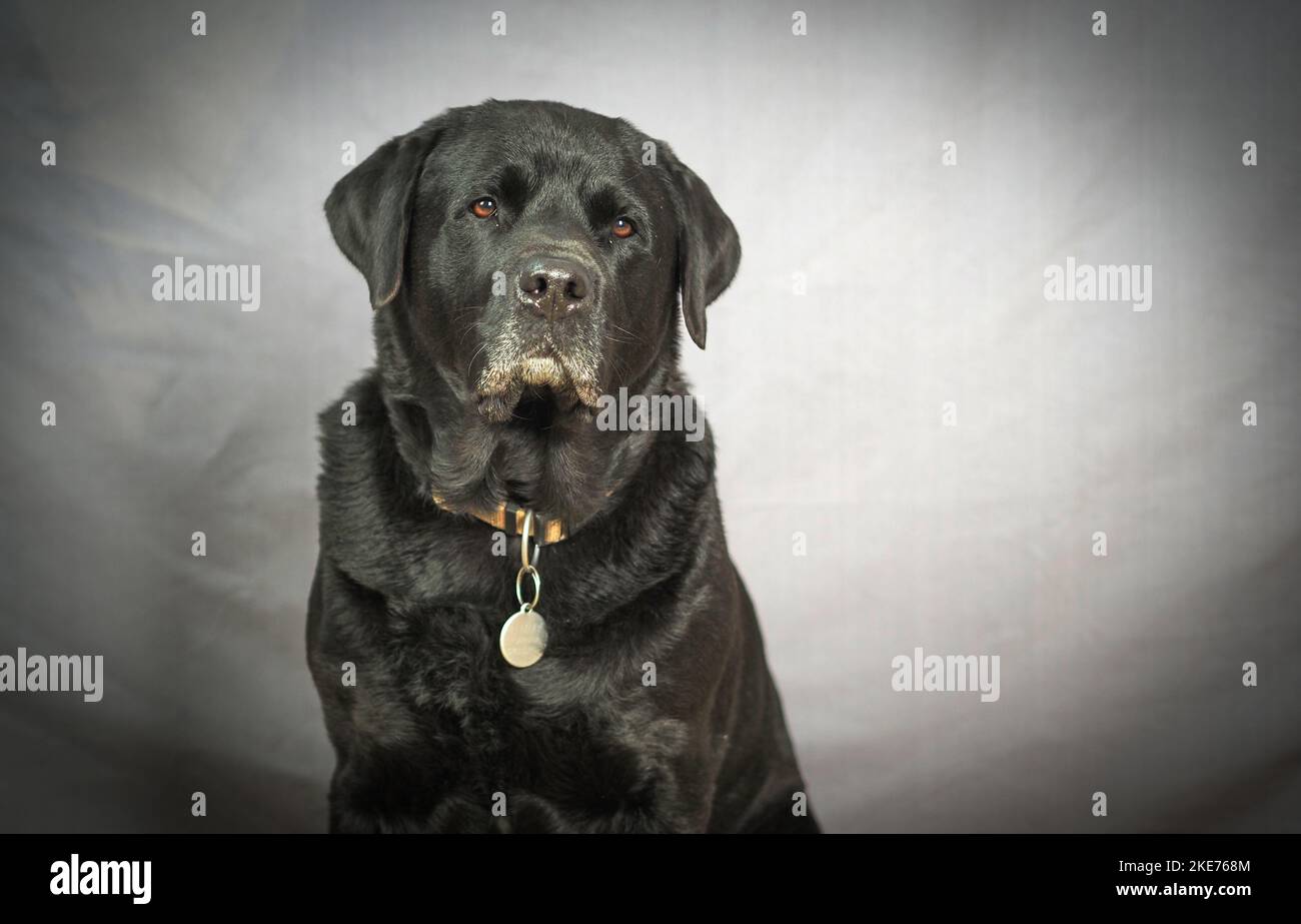 Rottweiler mix hi-res stock photography and - Page Alamy