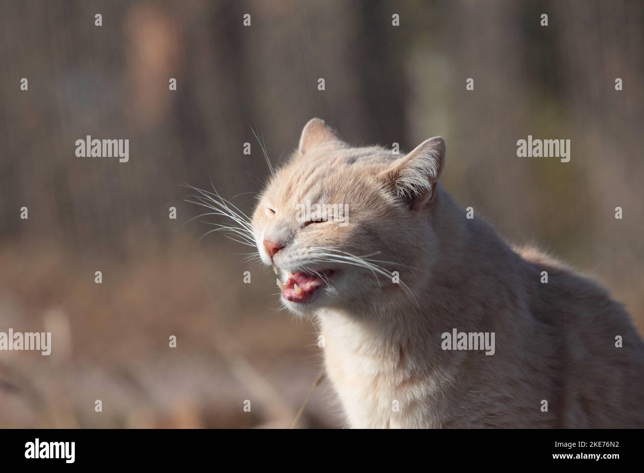 Red cat meows portrait hi-res stock photography and images - Alamy
