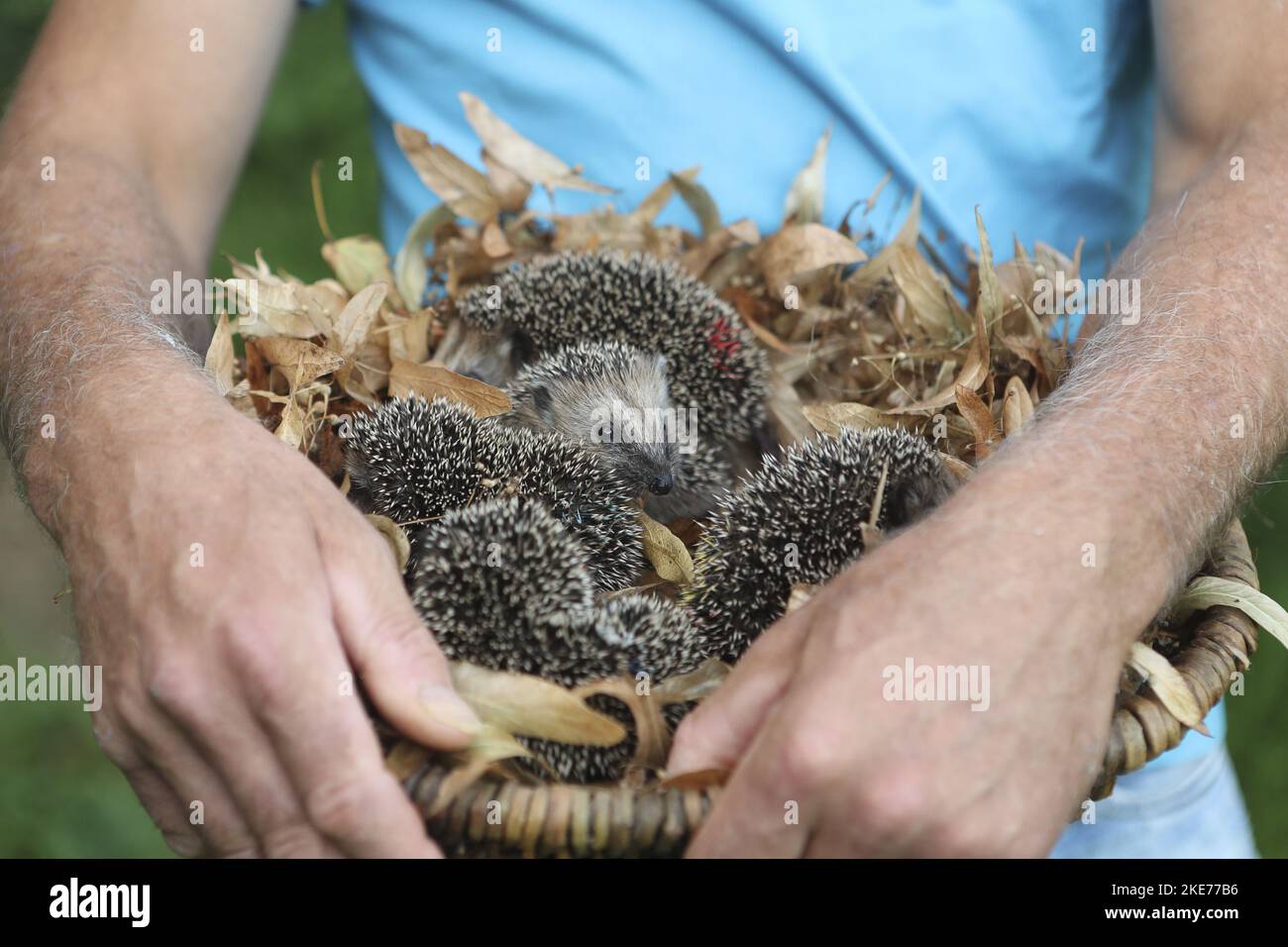 man with young Hedgehogs Stock Photo