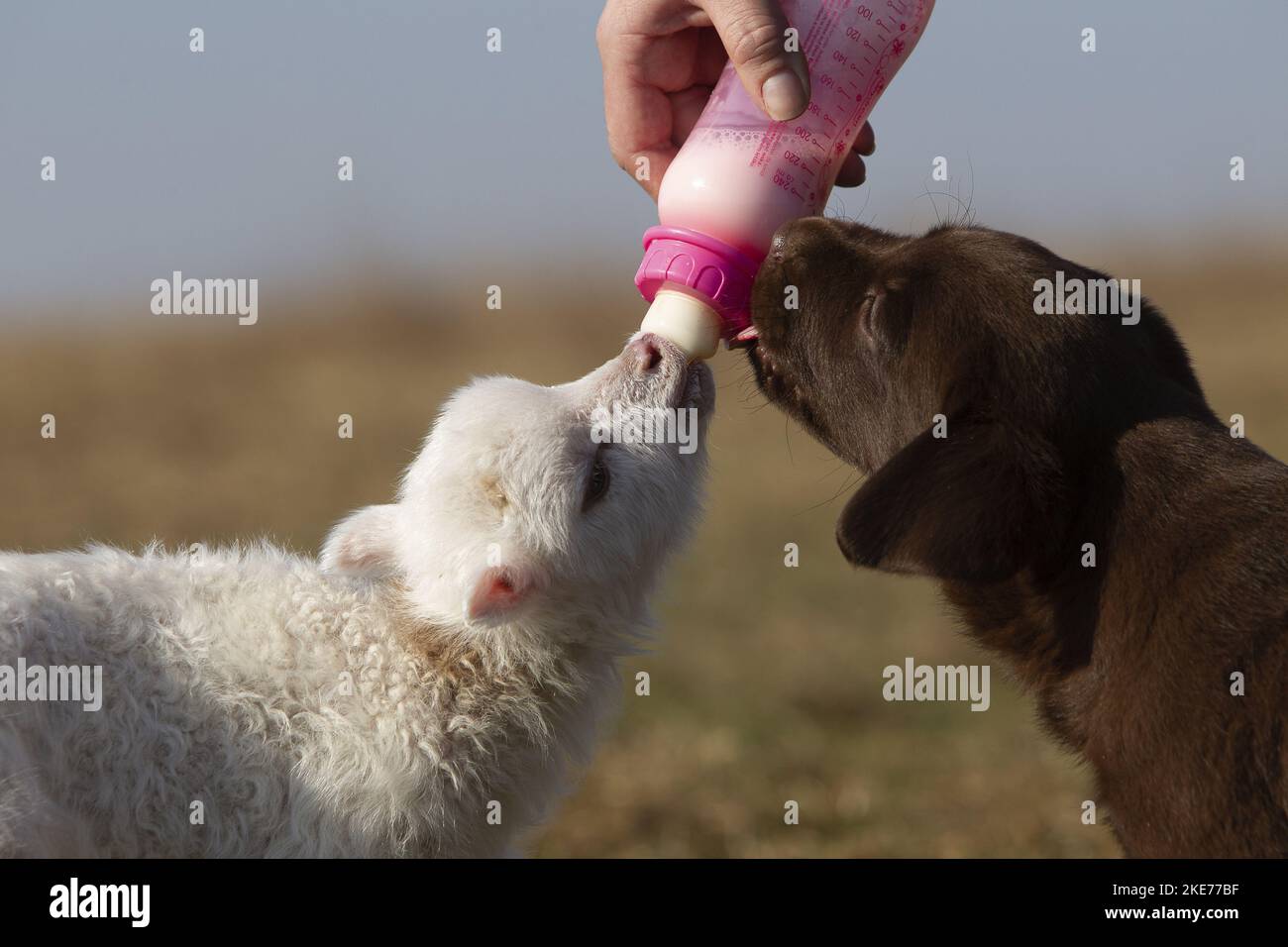 puppy and lamb Stock Photo - Alamy