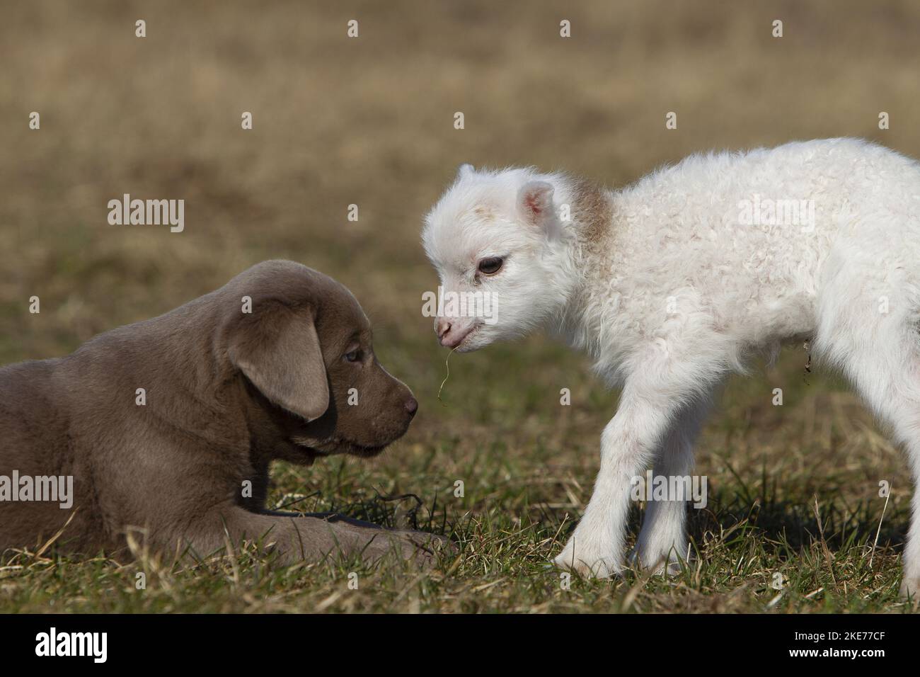 puppy and lamb Stock Photo Alamy