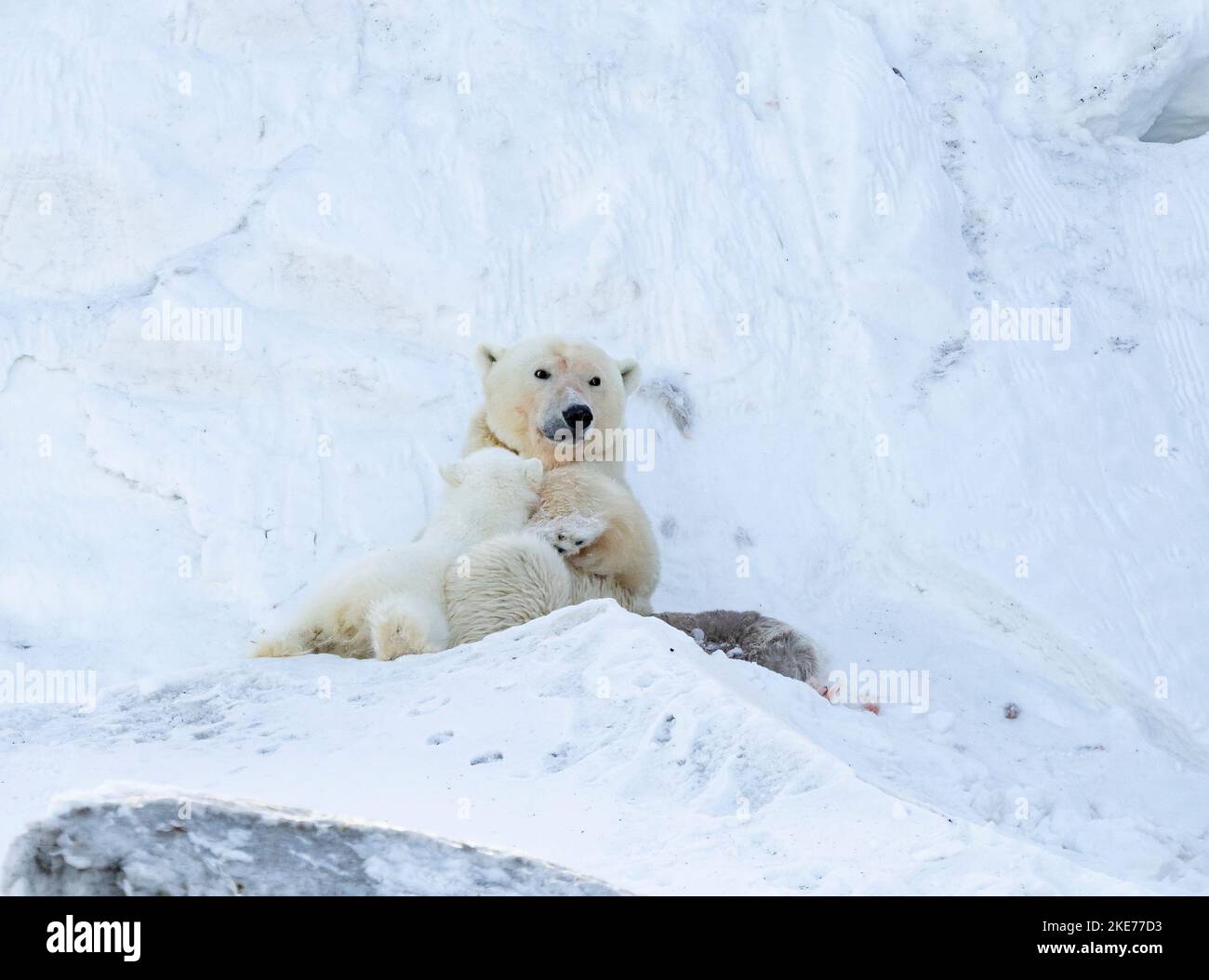 Tagged  Polar Bear (Ursus maritimus) sow nursing cub Stock Photo
