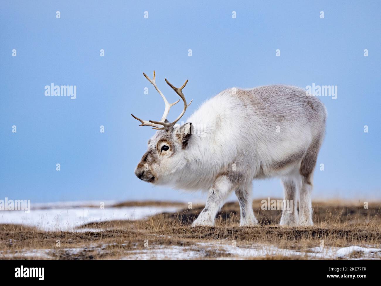 Reindeer (Rangifer tarandus Stock Photo Alamy