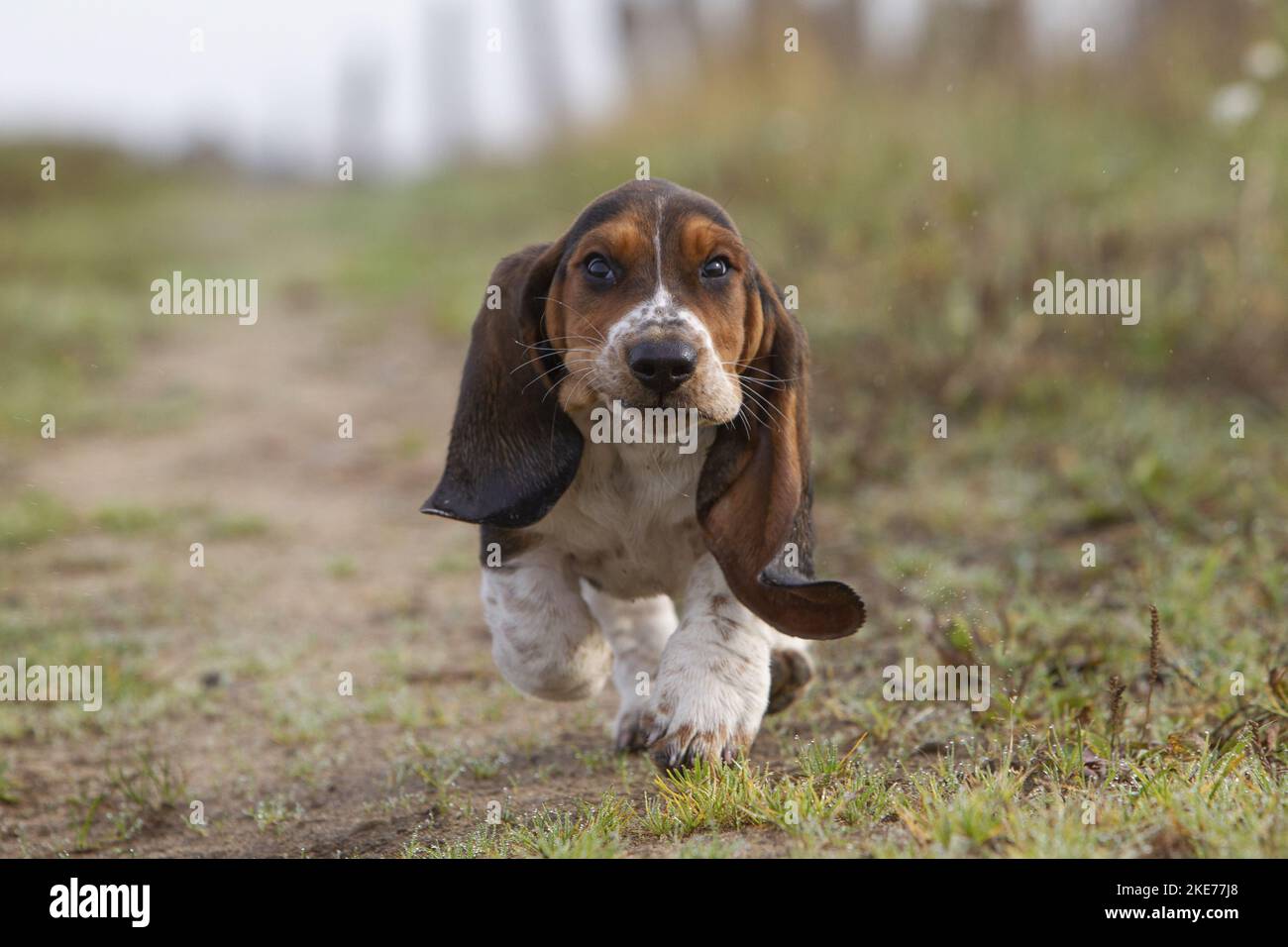 young Basset Hound Stock Photo Alamy