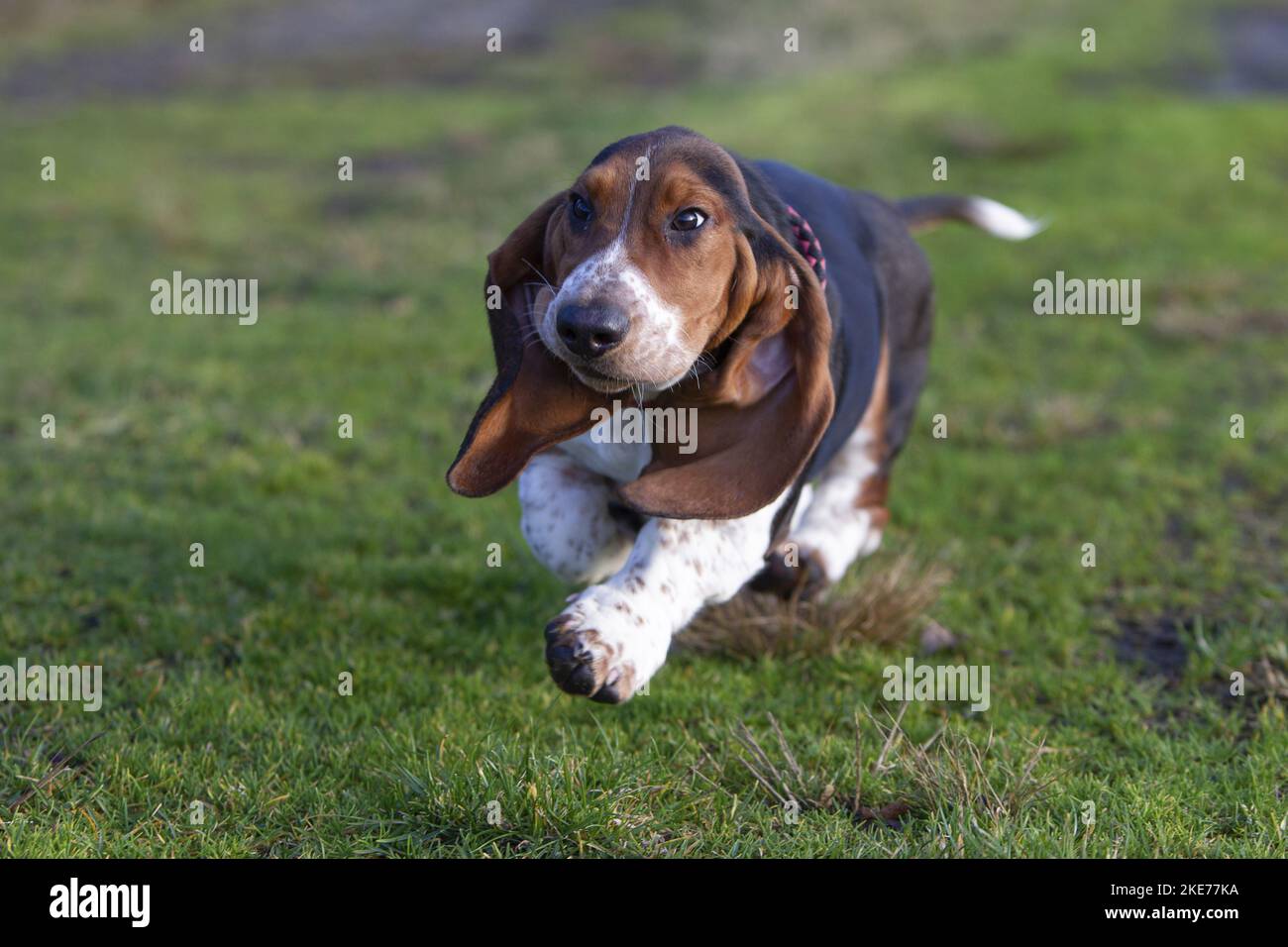 young Basset Hound Stock Photo Alamy