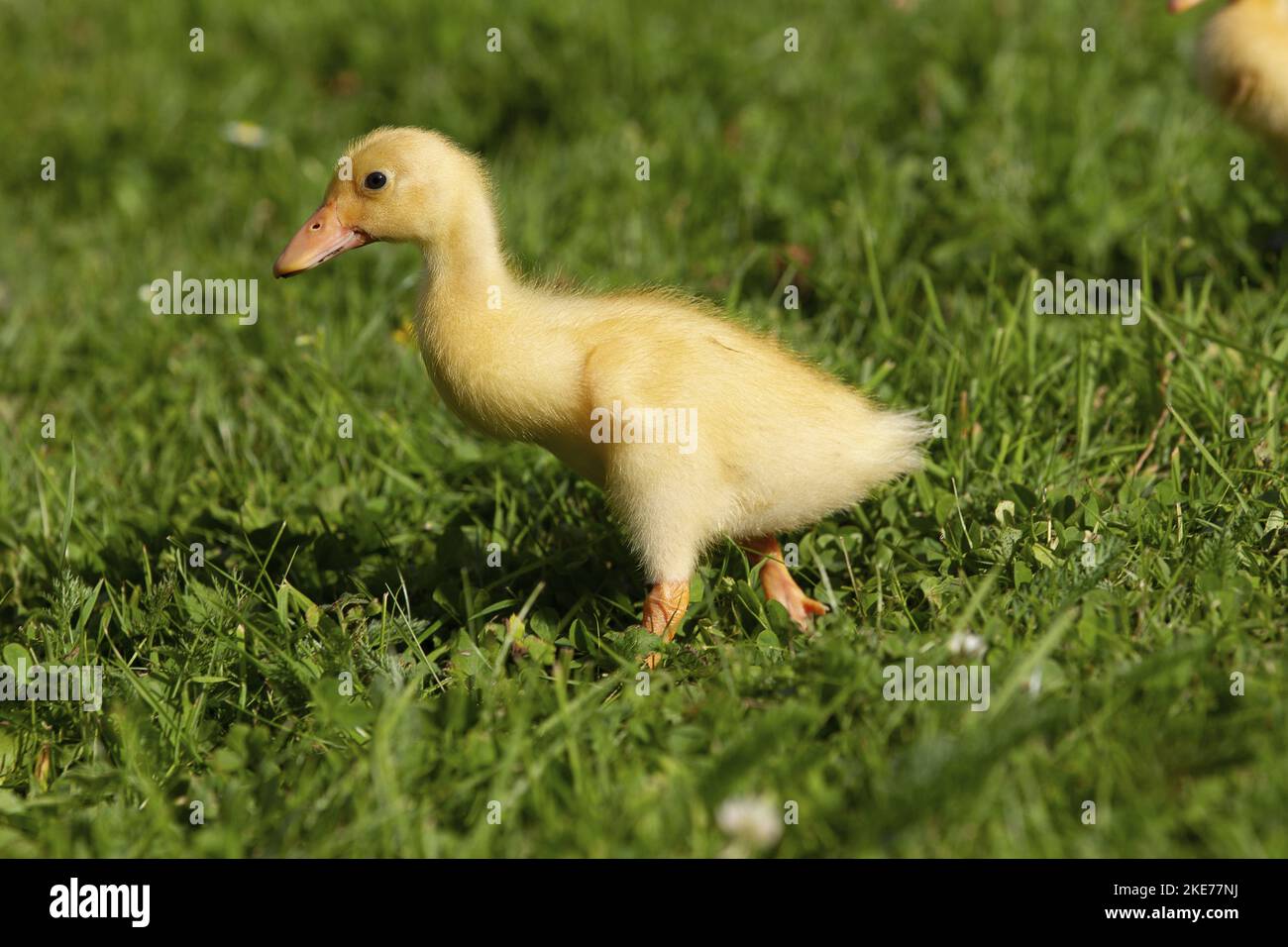 Indian runner duck chick Stock Photo Alamy