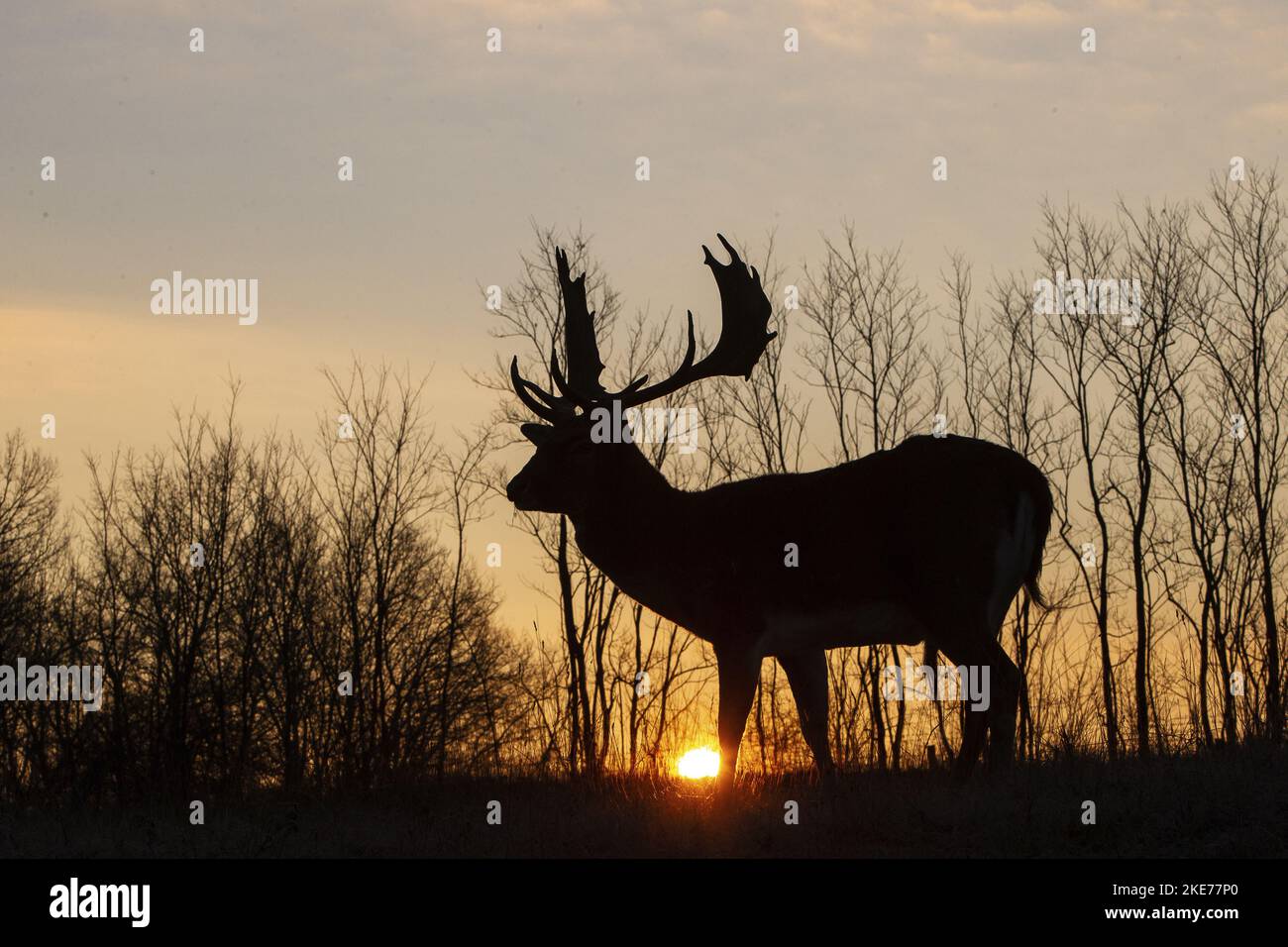 fallow deer Stock Photo